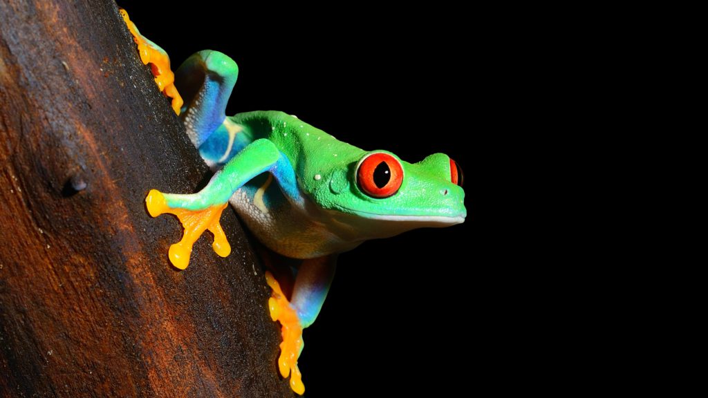 Can Developing Countries Leapfrog in Government Performance Management?