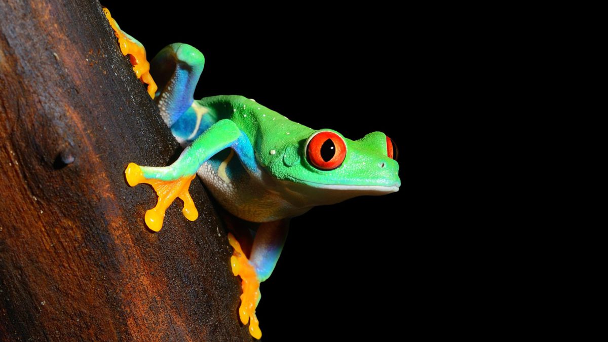 red-eye tree frog Agalychnis callidryas