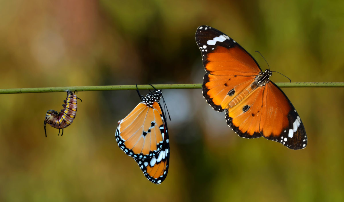 Amazing moment ,Monarch Butterfly, pupae and cocoons are suspend