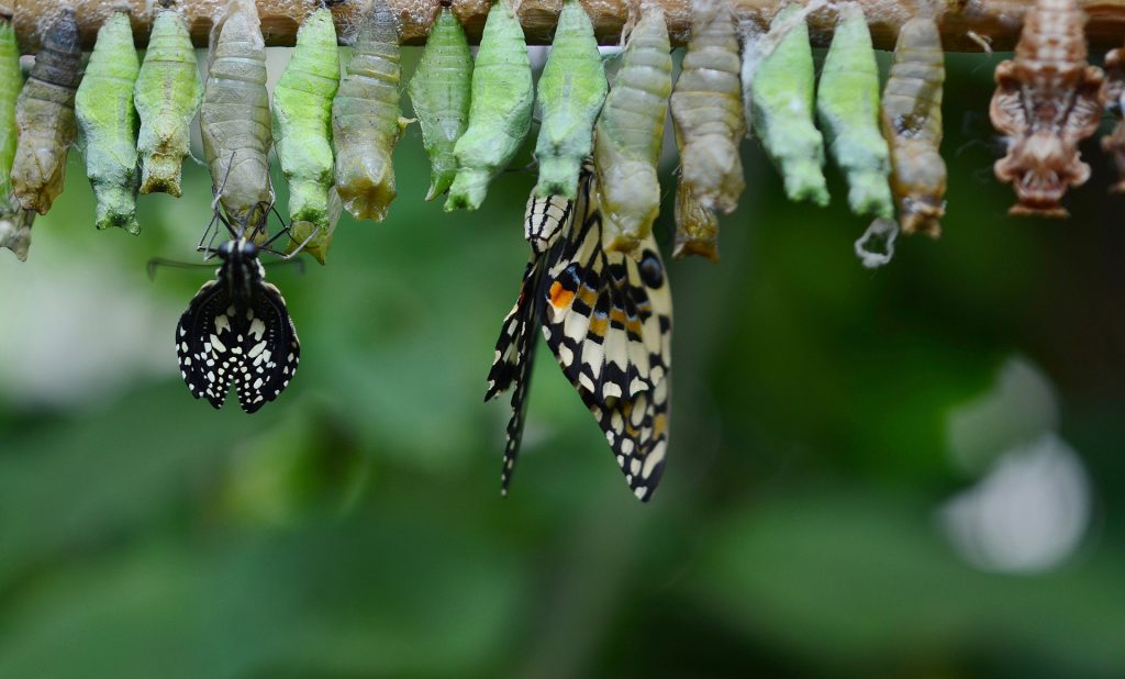 Agile for Sustainable Modernization in Government