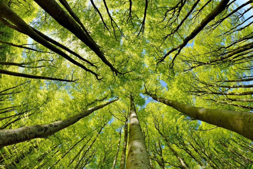 Equip the Public Sector for Sustainability Action